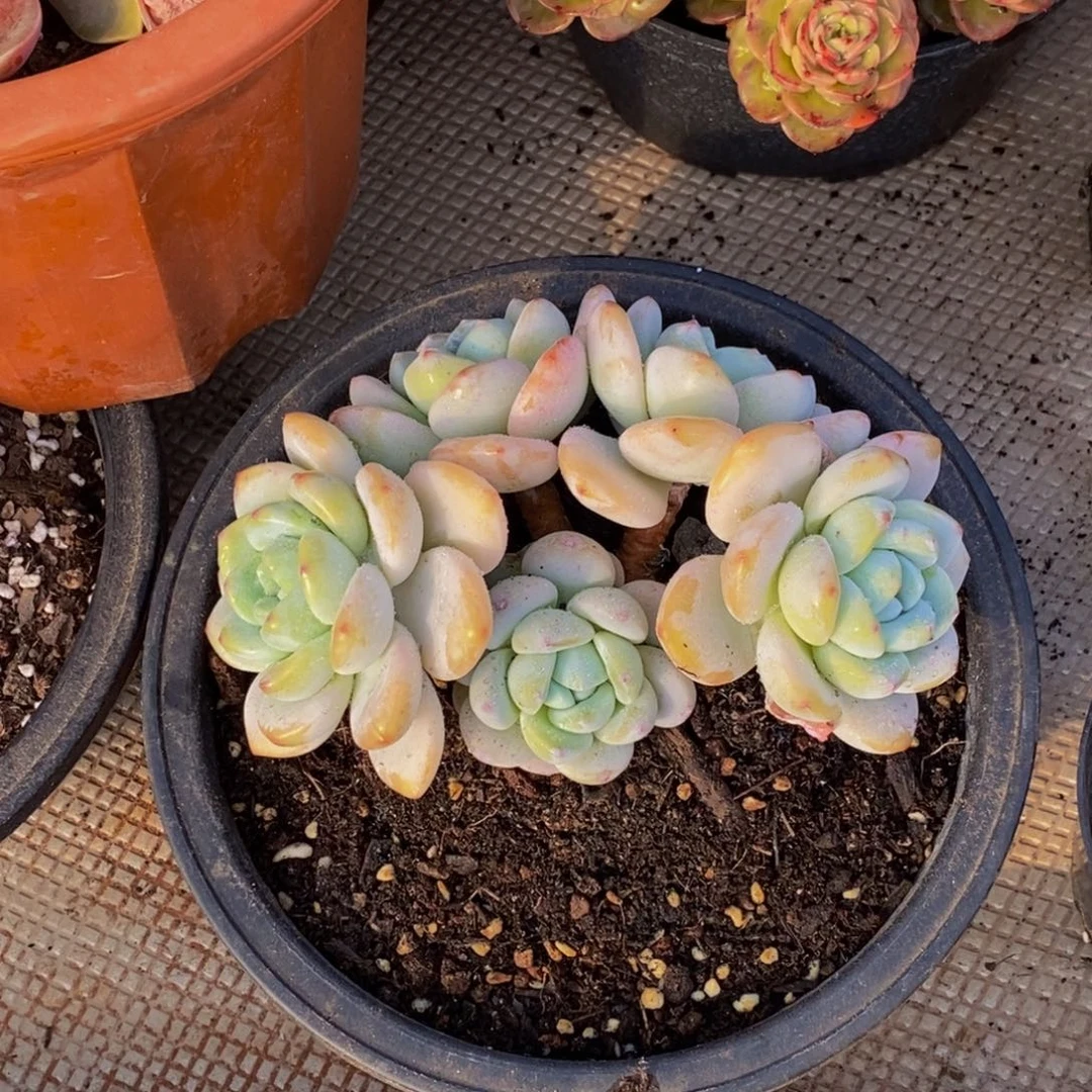 全*闲48包邮一物一拍多肉植物