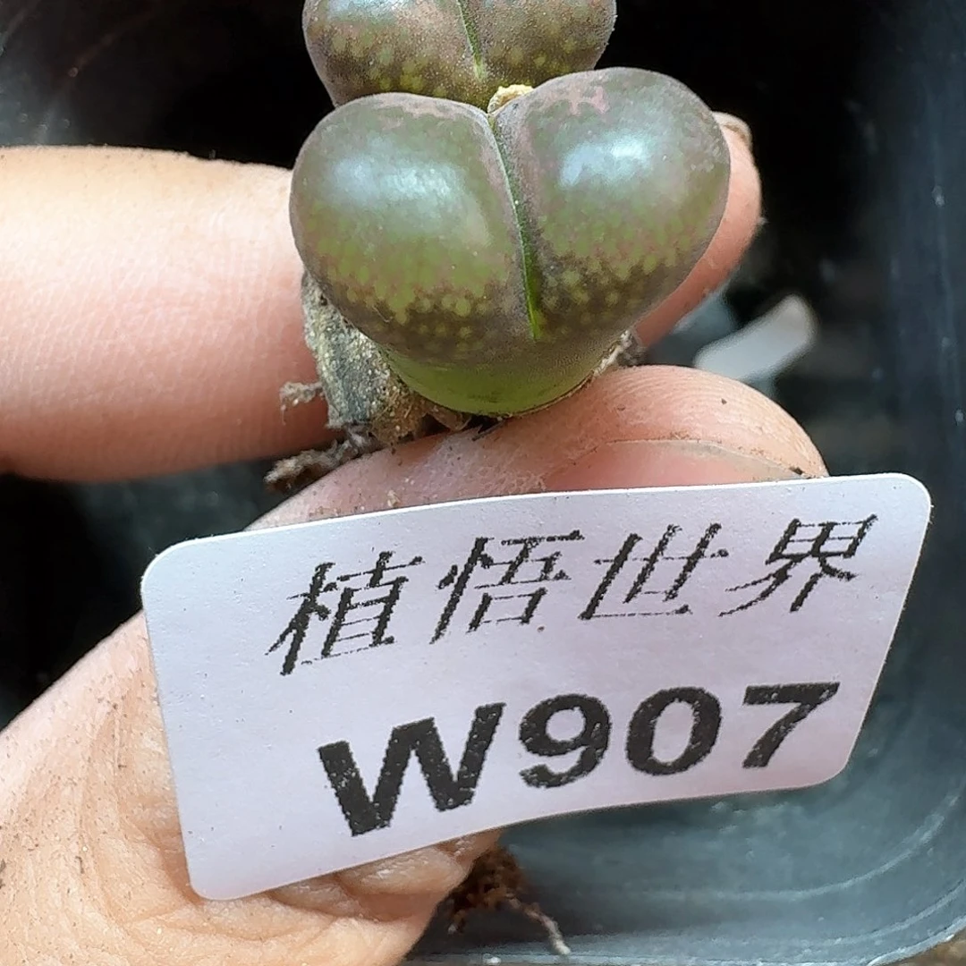 多肉植物的润泽植物v g