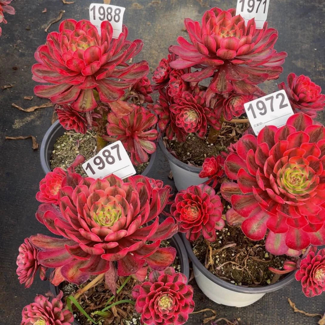 无花朵农**强组合福利白月光1988，1971福利