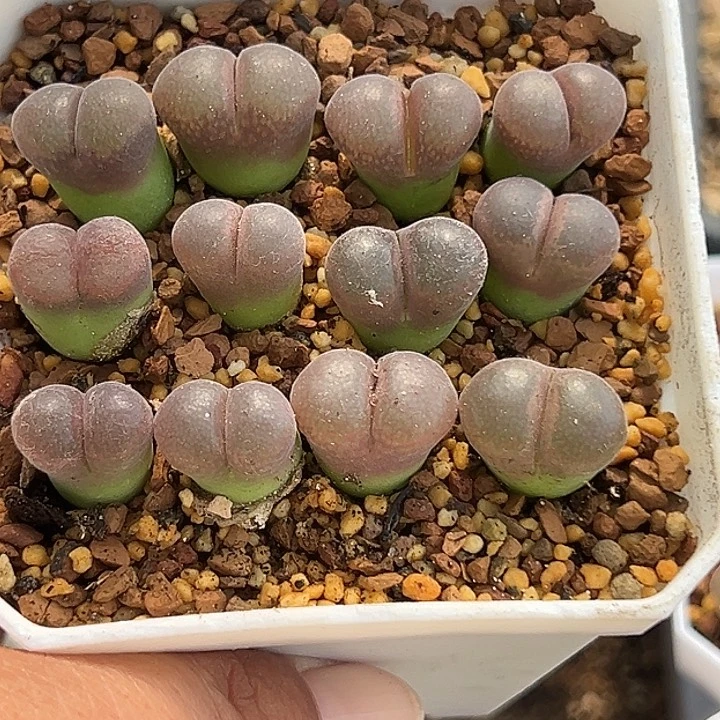 无花朵1****满991号12颗风铃