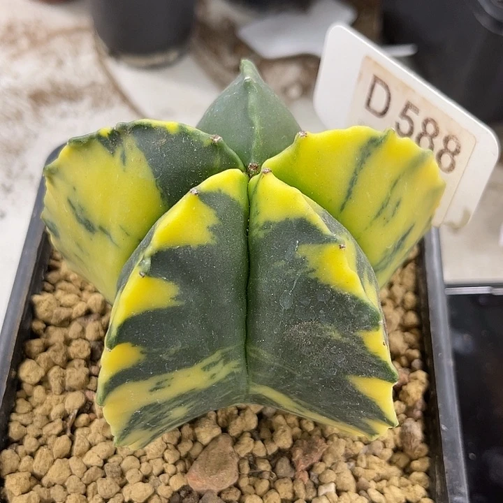 仙人球开花仙人球上