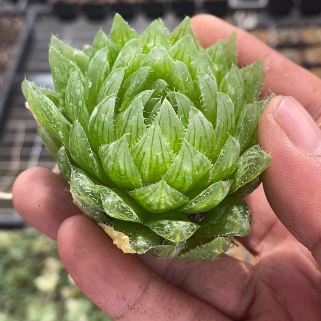 936 一颗樱水晶 超级618福利。