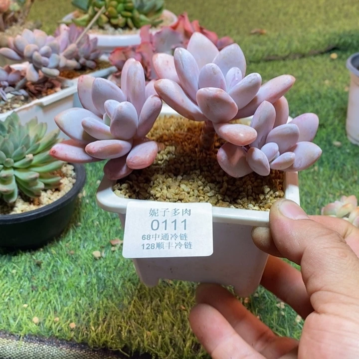 0111啊啊啊啊啊啊啊啊啊啊