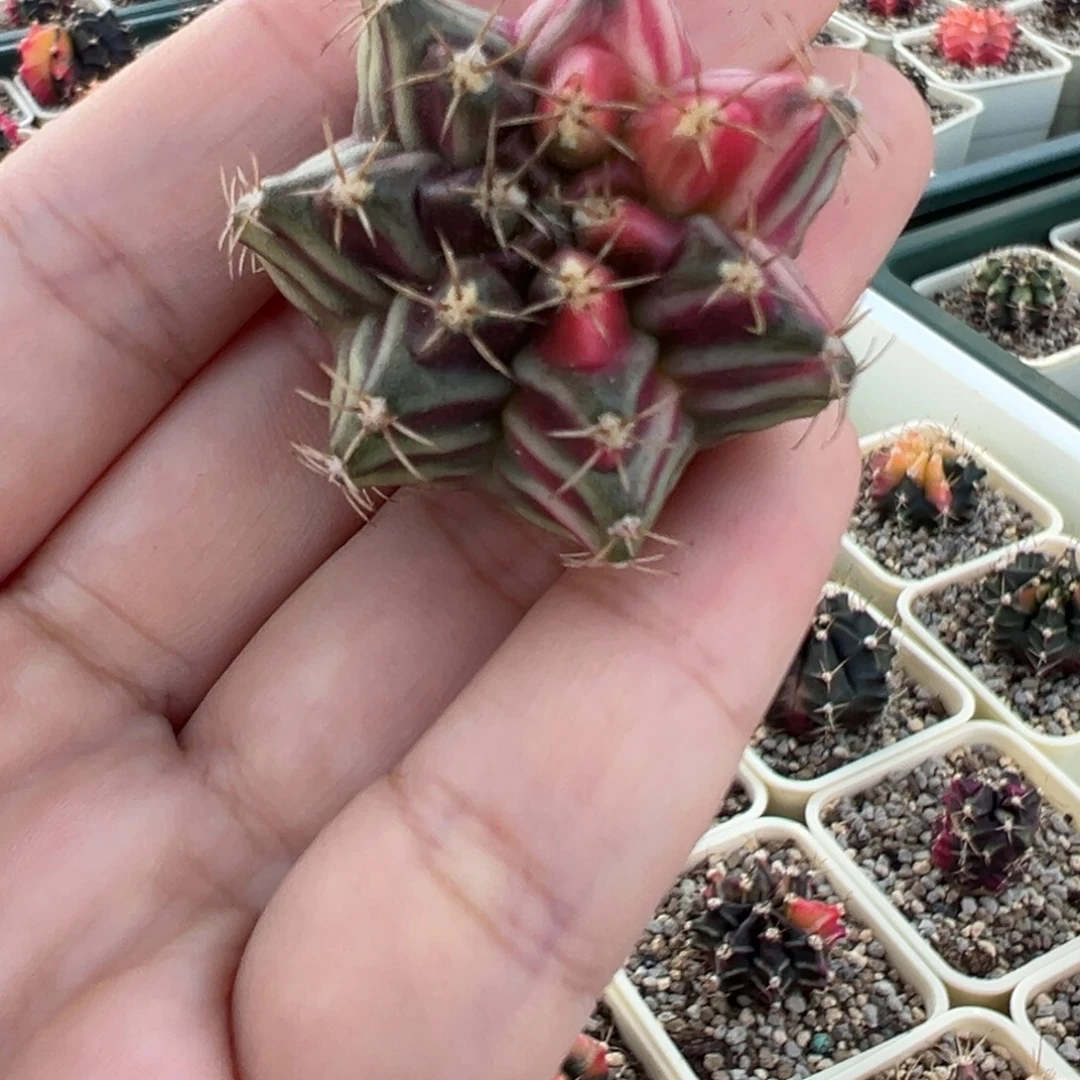 302 好看的米哈冲冲冲