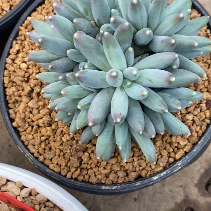 原***吖888888888888888888