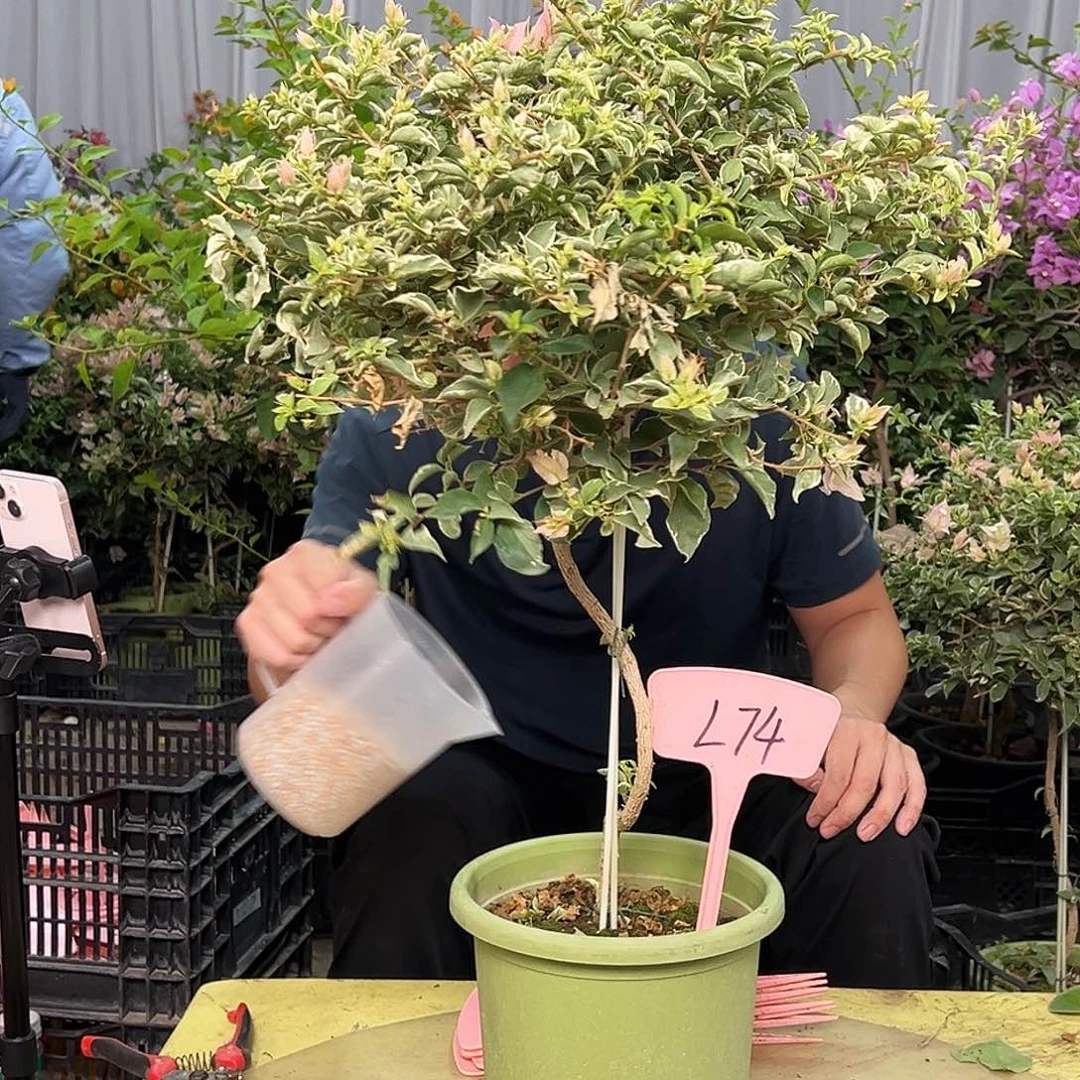 能***能当前无花栽培后可以开花L74少女心