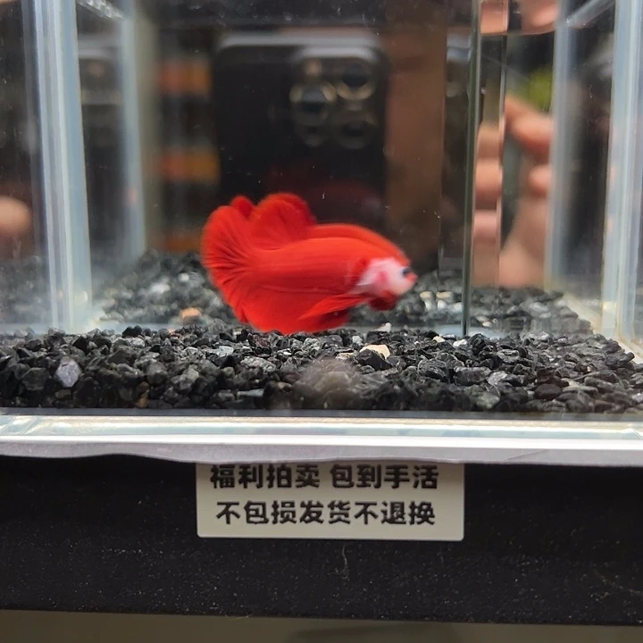斗鱼跑单拉黑21日85