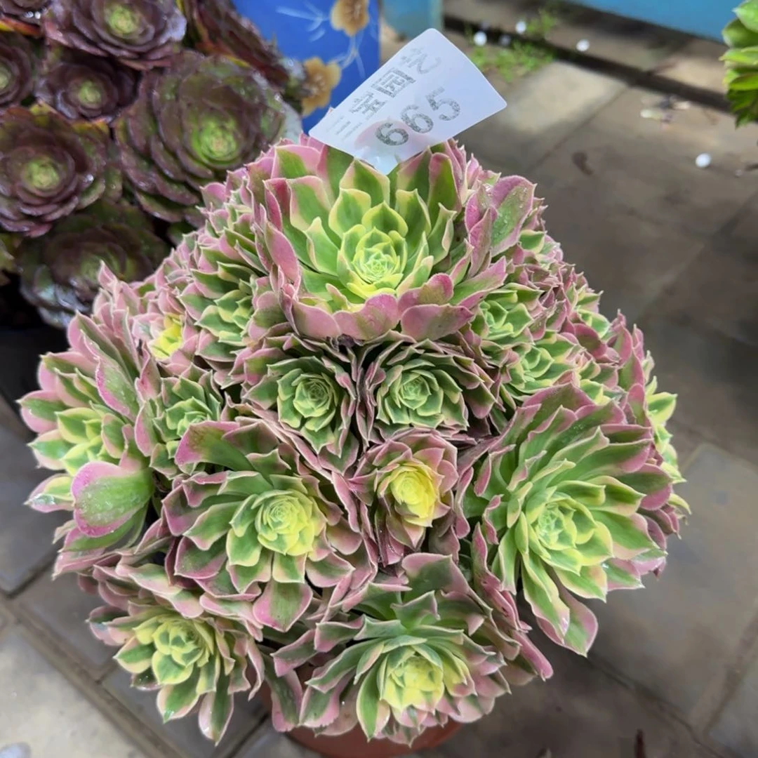 爱****头多肉植物665白凤