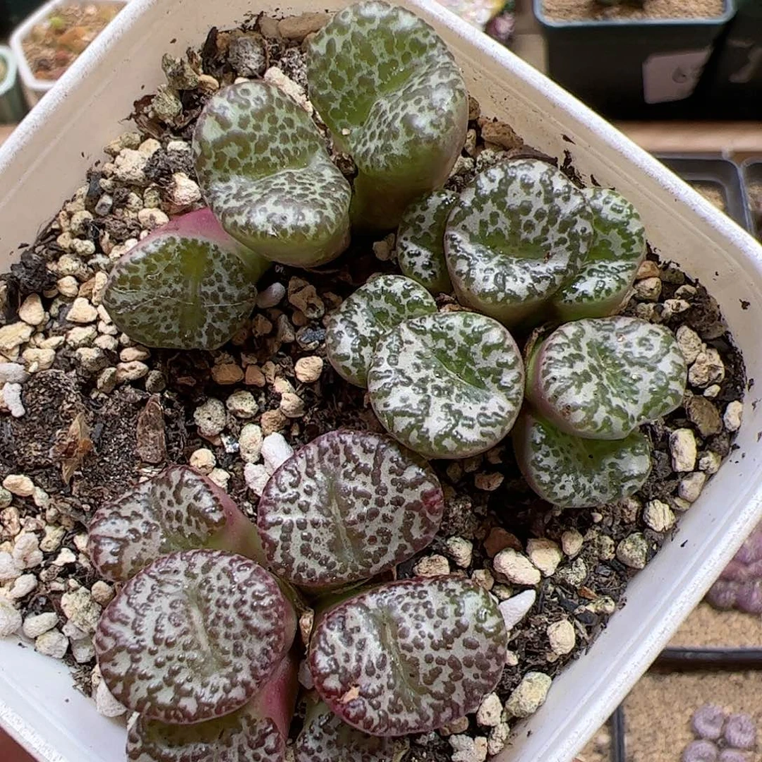 【闪购商品】36 红娇