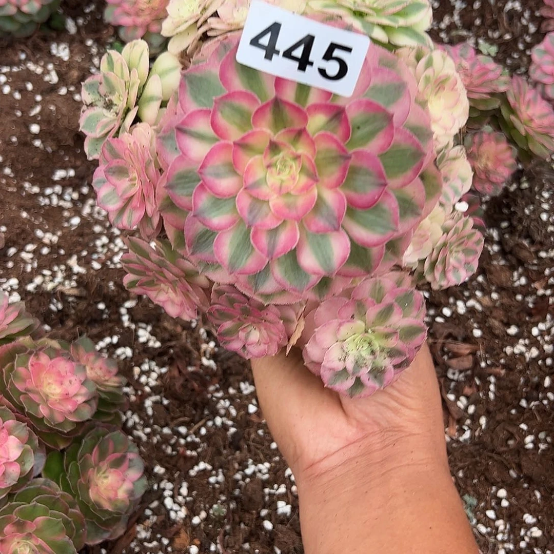 精品多肉植物445倾城