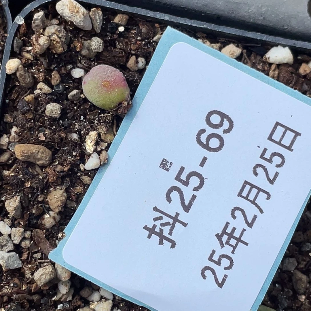 逗*25-69肉锥多肉植物肉锥