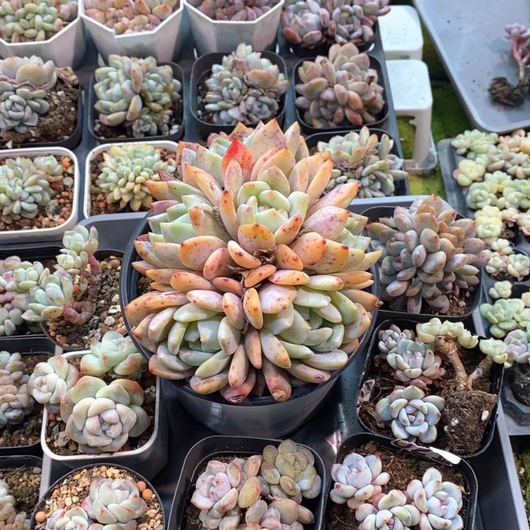 小**.小阿狸九颗多肉自选专拍