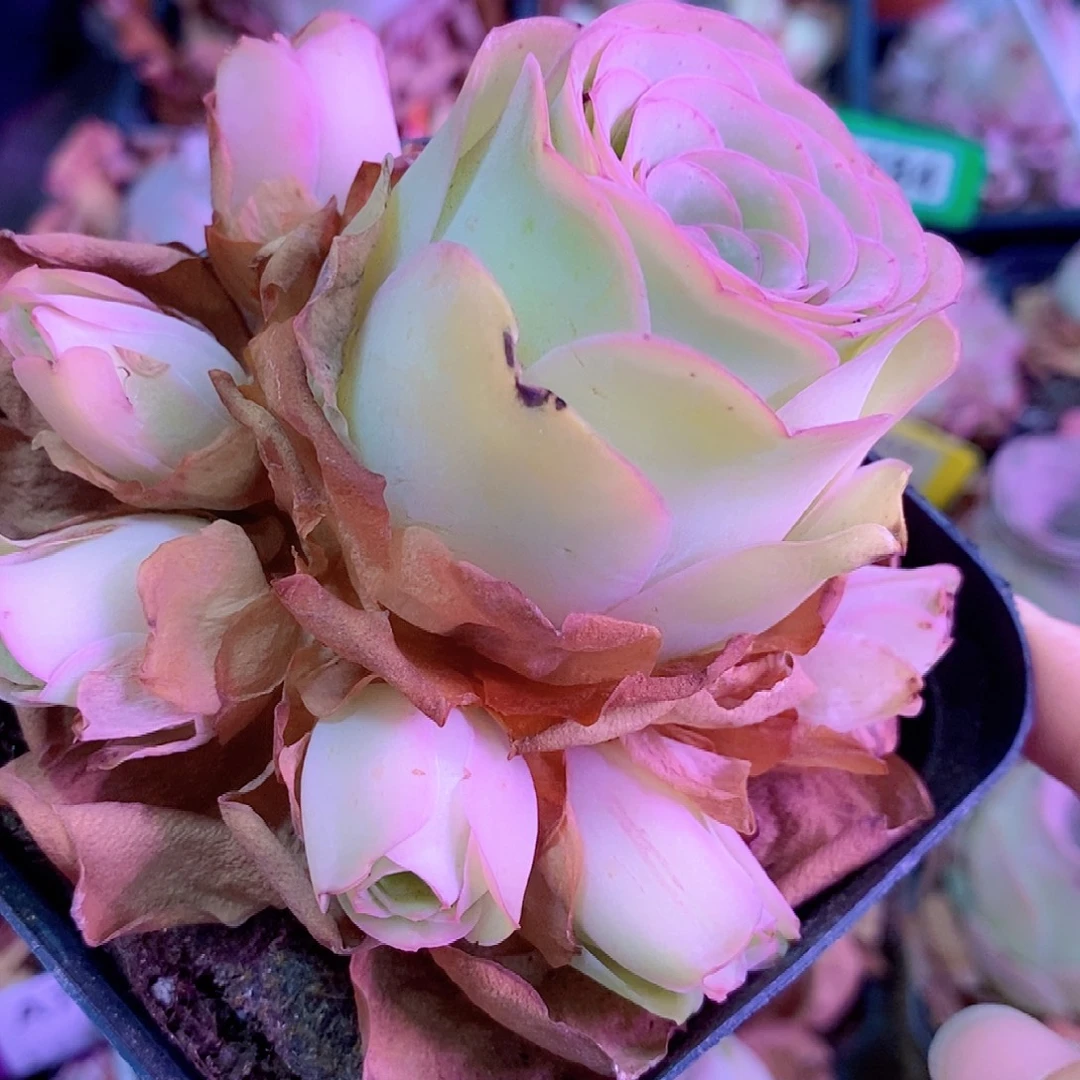 山地玫瑰一物一拍001jx