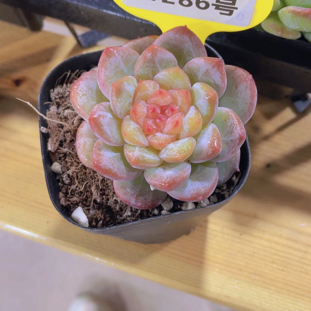 1286号 厚叶糖心精品
