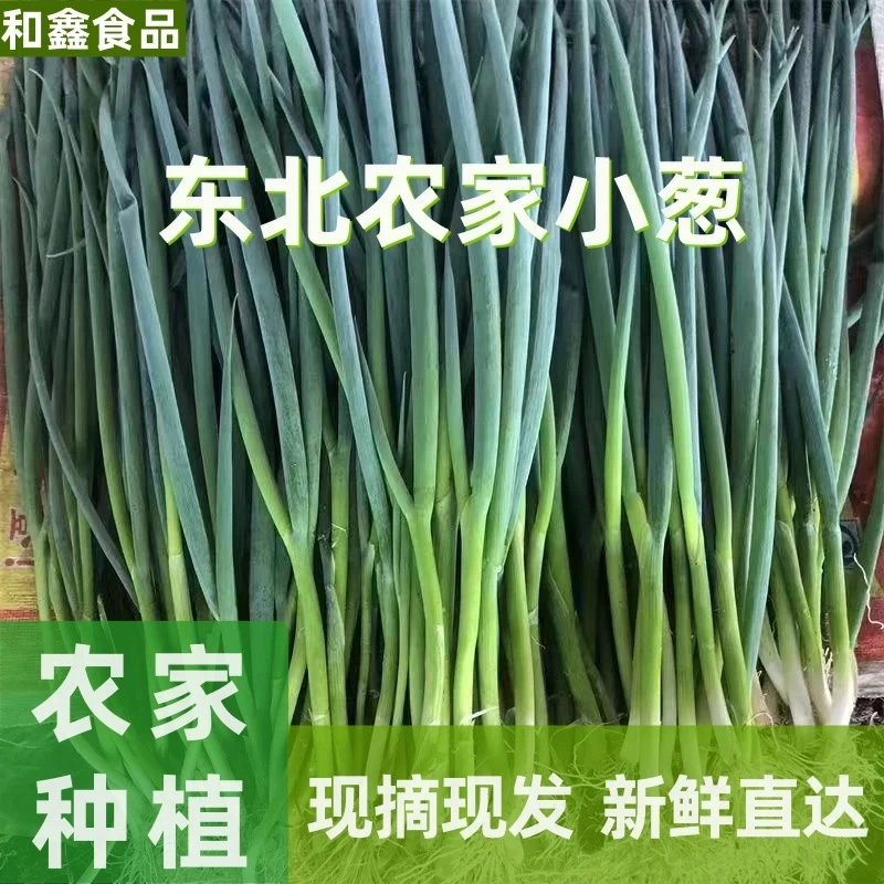 东北鲜嫩小葱当季新鲜可蘸酱蔬菜