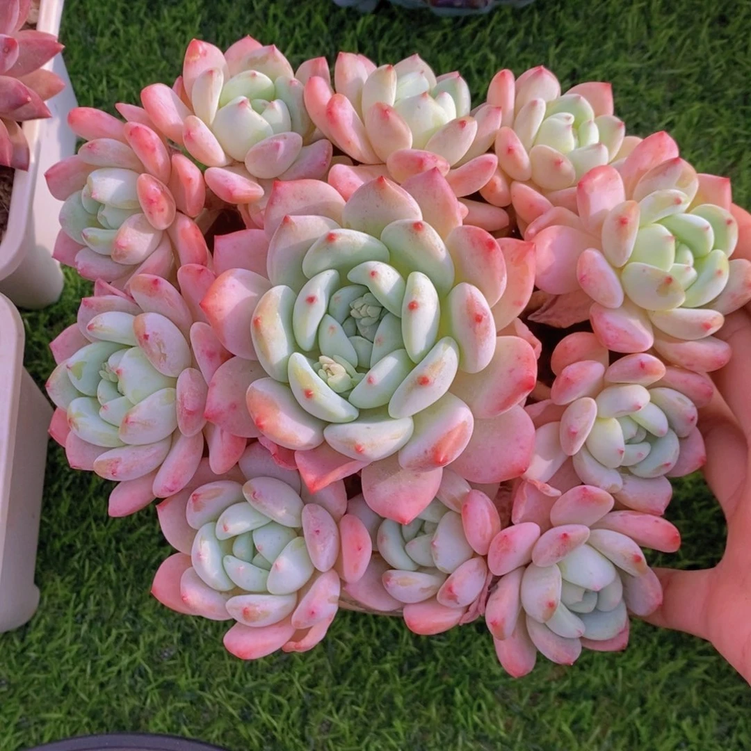 望舒 一物一拍 多肉