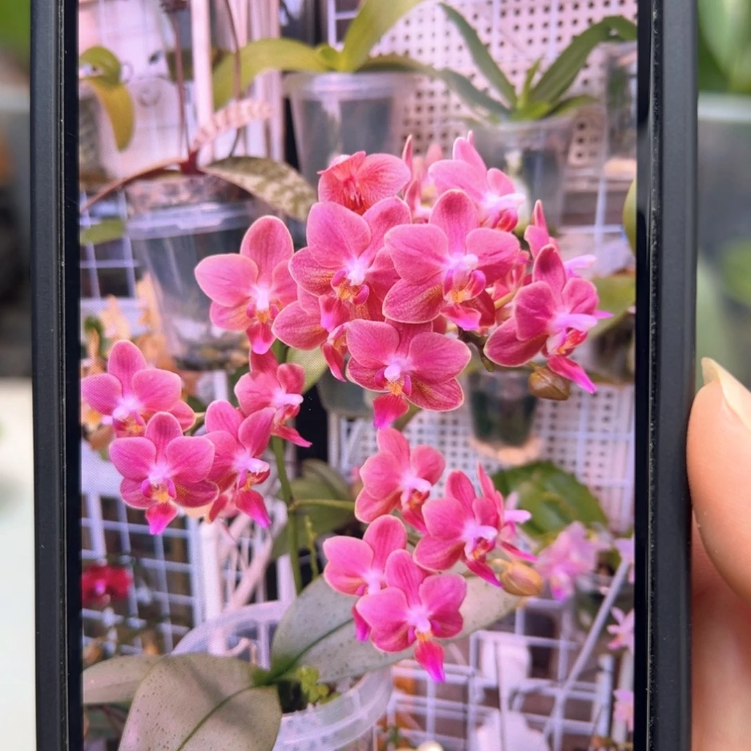 当前无花栽培后可以开花魅力3252