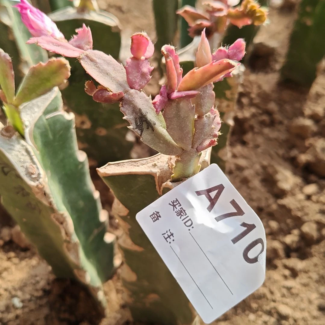 荷花妹妹脱土易掉苞芽710