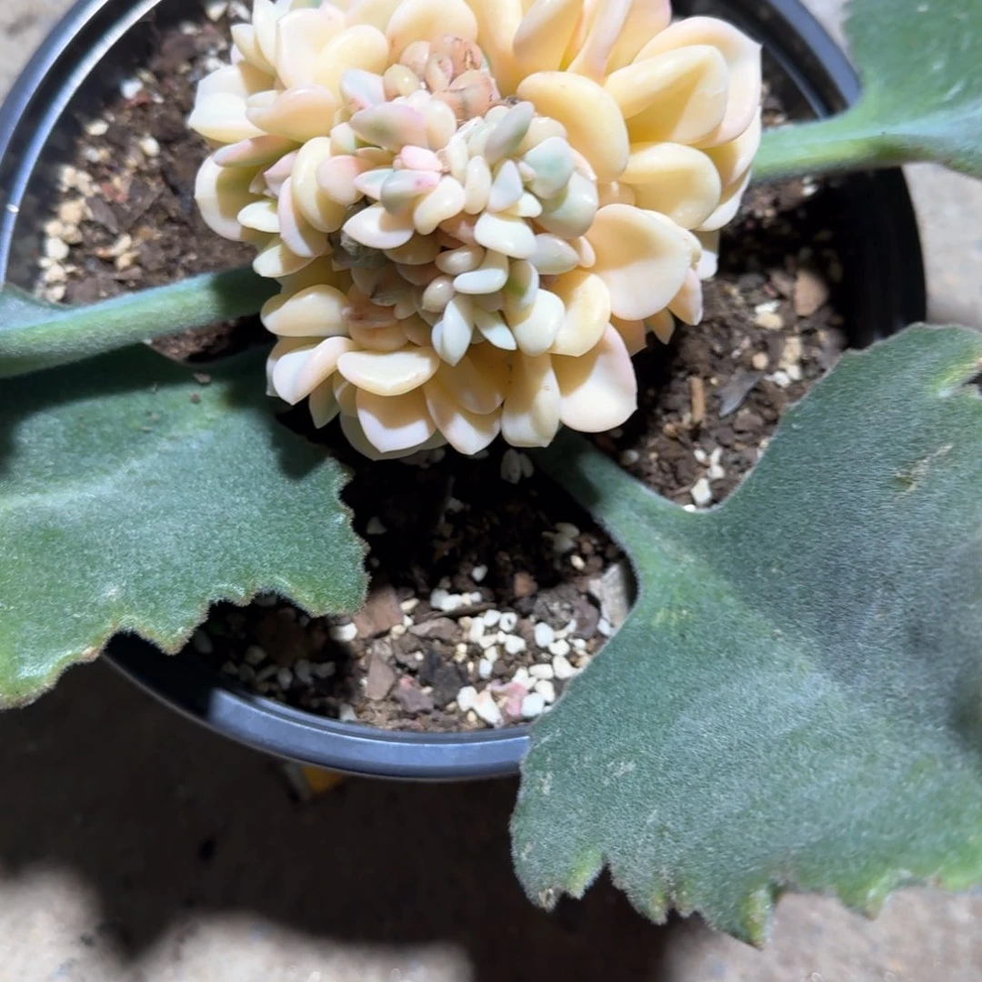 雪精灵锦缀郑州场多肉260