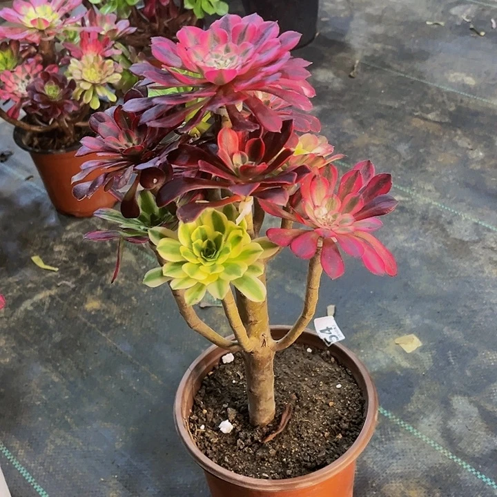 嫁接法师的方法5444444