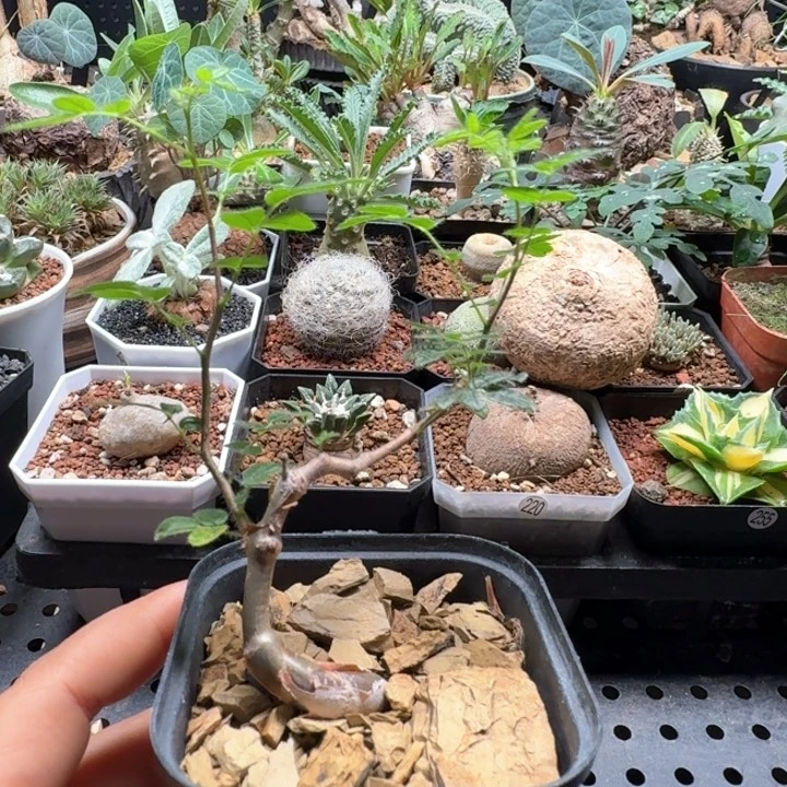 滔天橄榄 412 仙人球