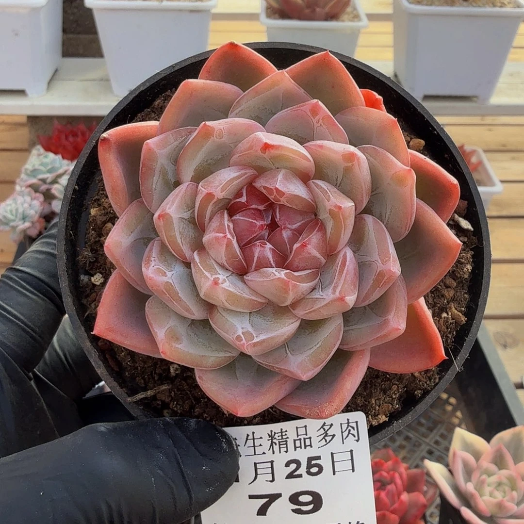 1125-79冰花单头a