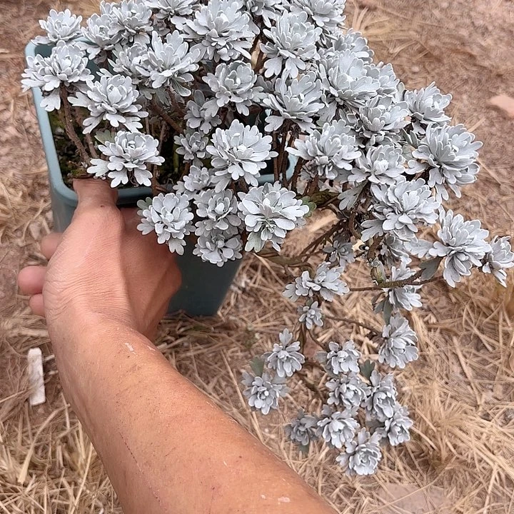 此***木带土球发货哈哈哈哈
