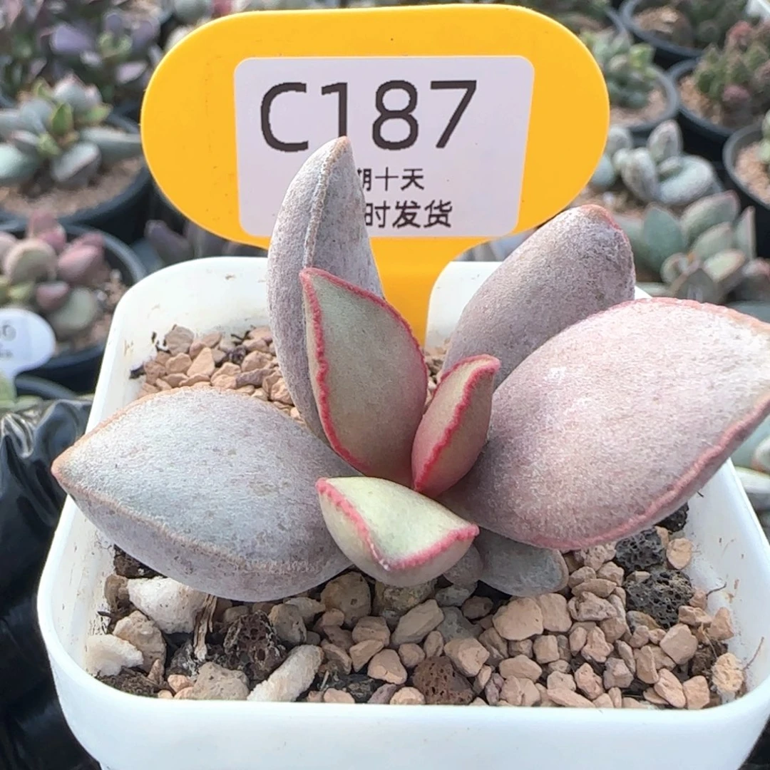 肆***幺洛神。     187。