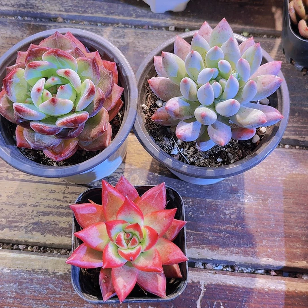 夜魔侠。所罗门。罗卡