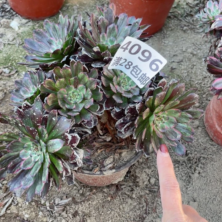 4096一号棚多肉植物