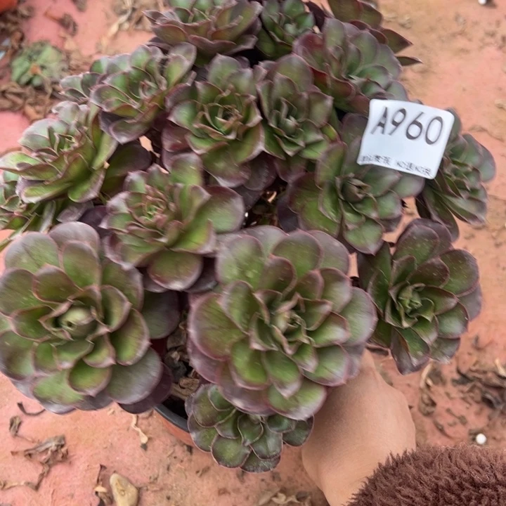 微瑕魅金多肉植物960.