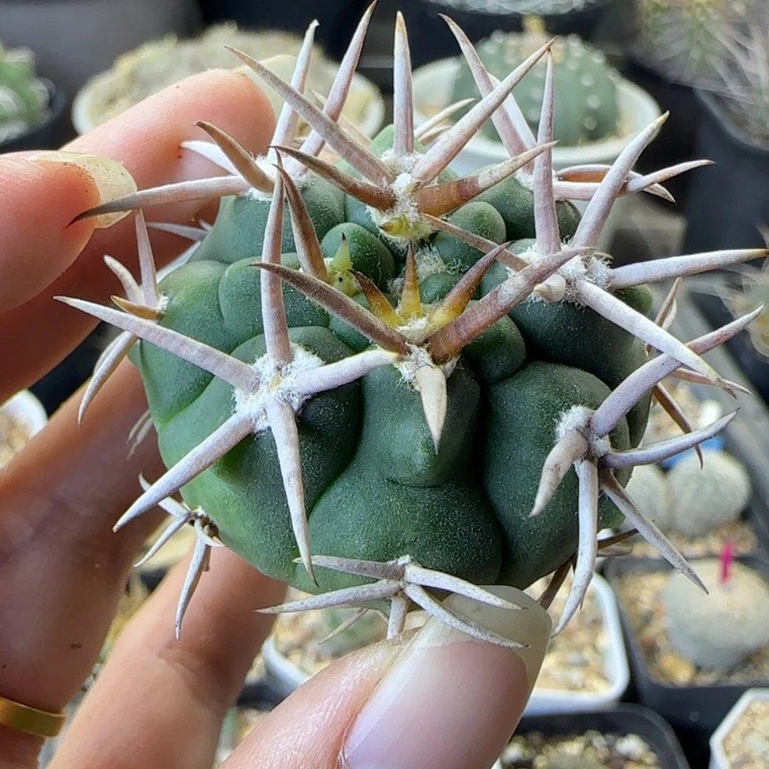 虫***虫015实生碧岩玉多肉