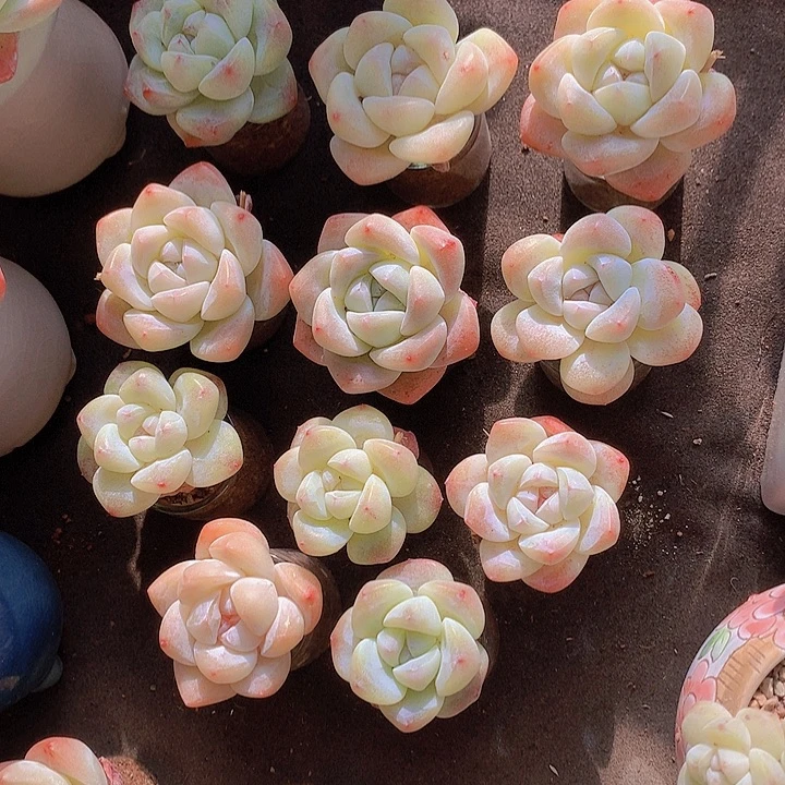 一物一拍，福利精控11颗小单头冰玉