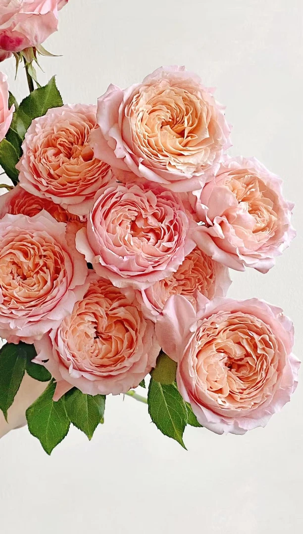 【朱丽叶塔多头玫瑰】多头玫瑰 云南基地直发鲜花