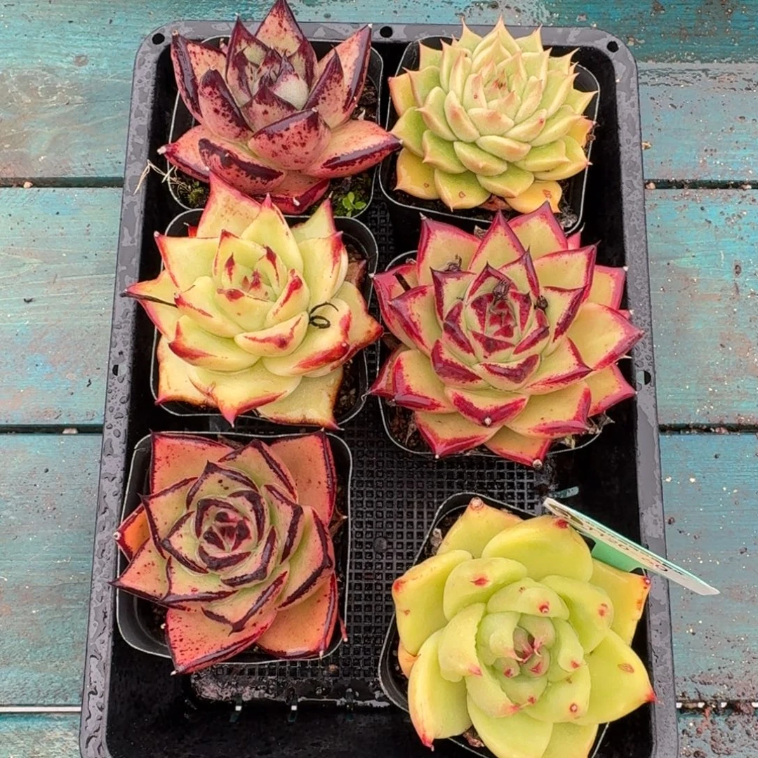 从前慢多肉精选编号1120.60