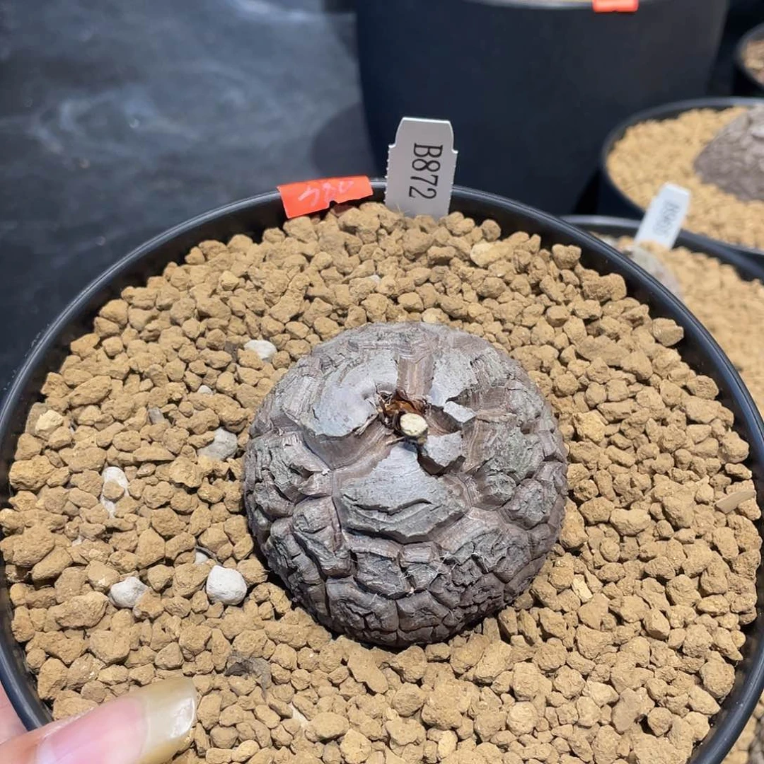 龟甲龙872号不退换