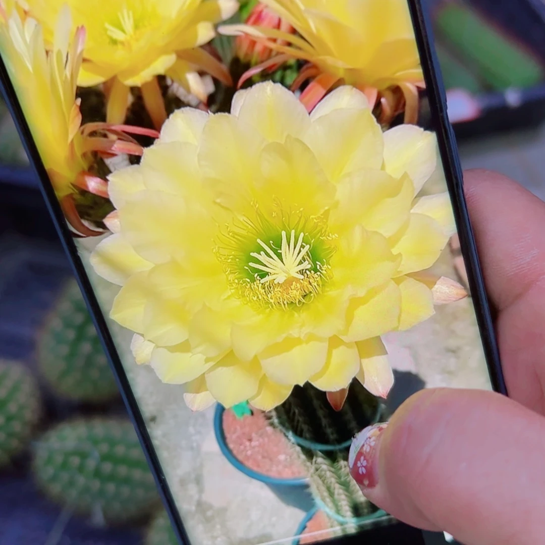 下37毛马可波罗歪无根侧芽5公分左右20包邮