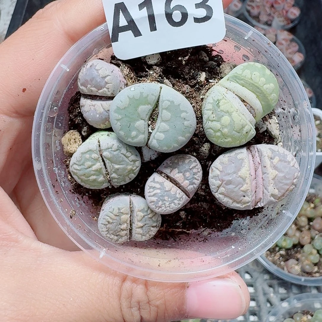 163多肉植物多肉植物