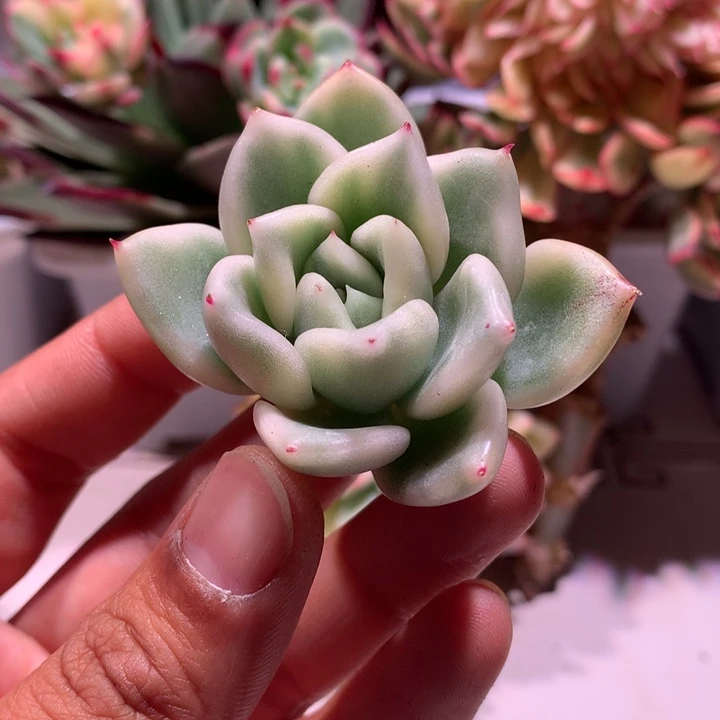 白玫瑰锦腹轮锦锦锦