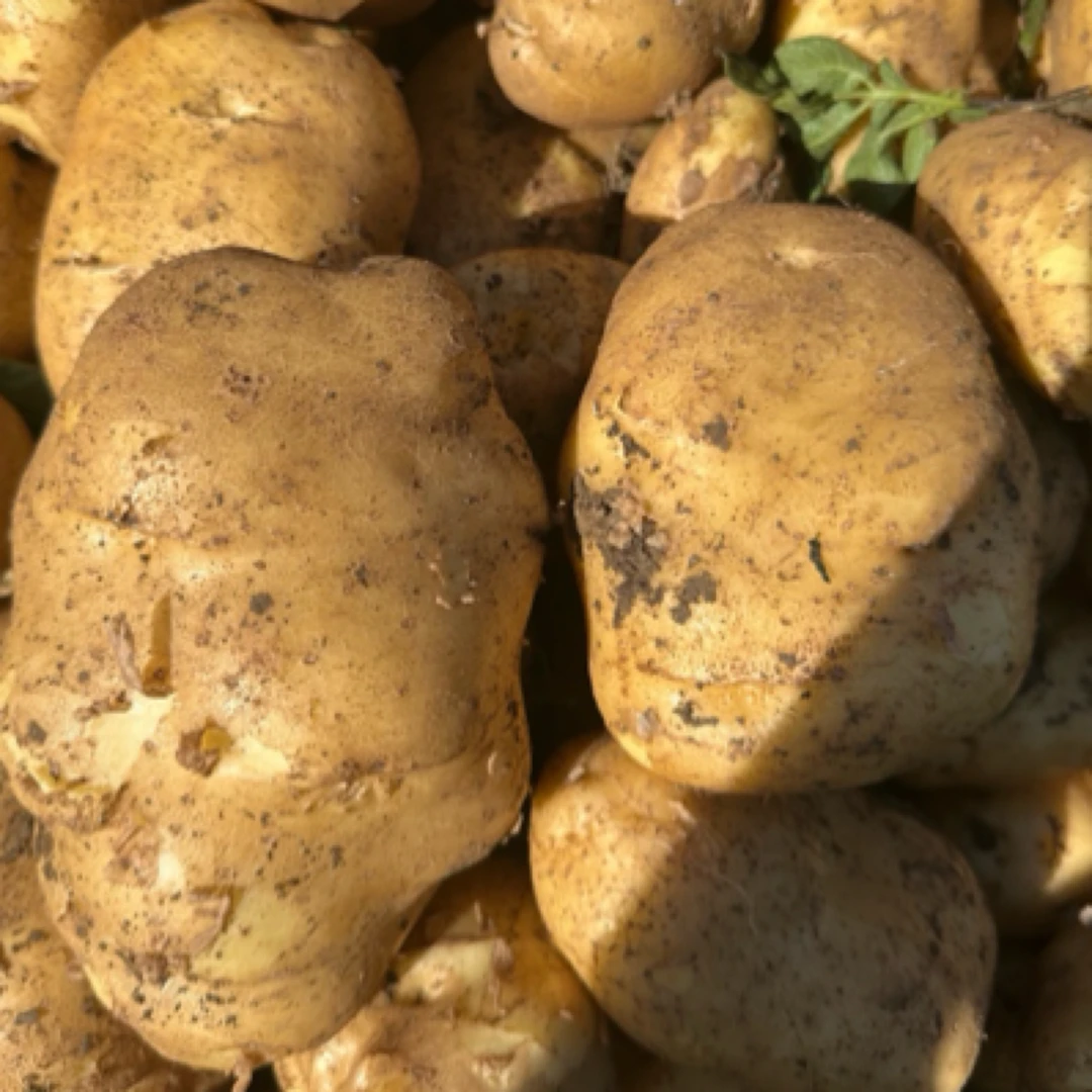阿雨买正宗贵州威宁老品种米拉洋芋高原黄心土豆新鲜蔬菜农家当季