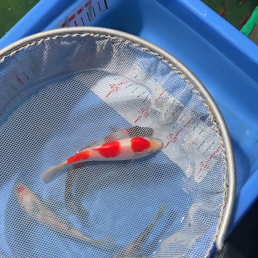 小***伟锦鲤鱼鳍残疾，已于买家沟通达成一致