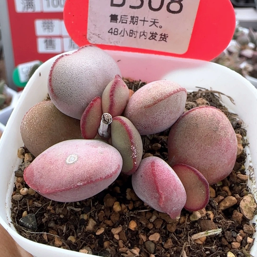 白肌红蛋。  308。