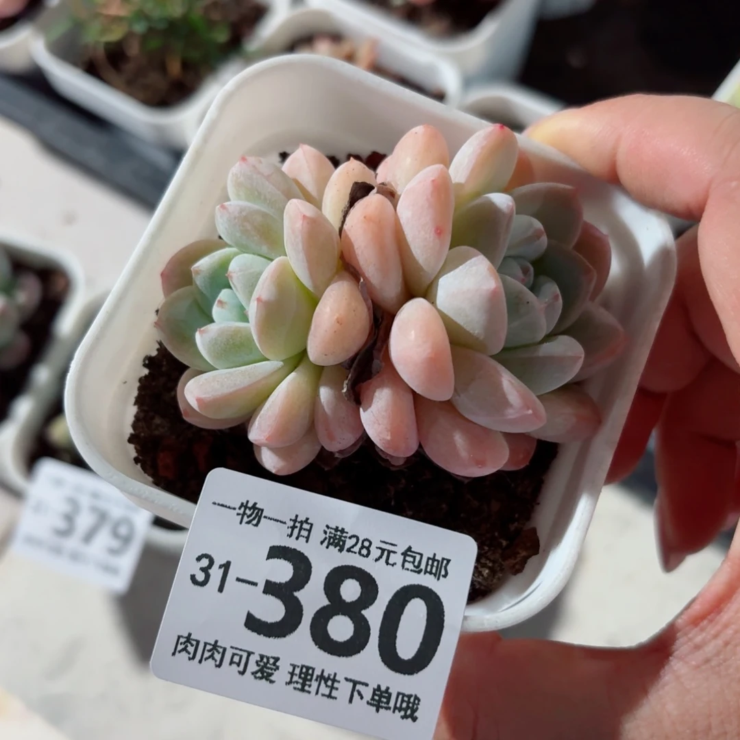 冰玉无盆土发货无盆土无