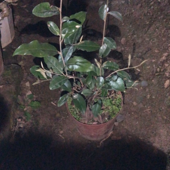 盆景素材盆栽绿植星**业