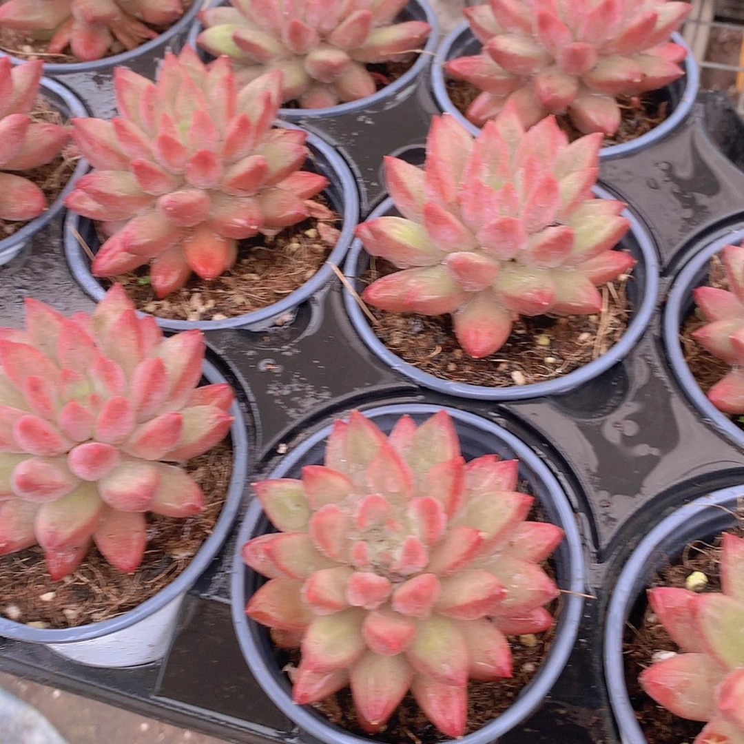 正版单头羽毛纹虞美人单头35667788