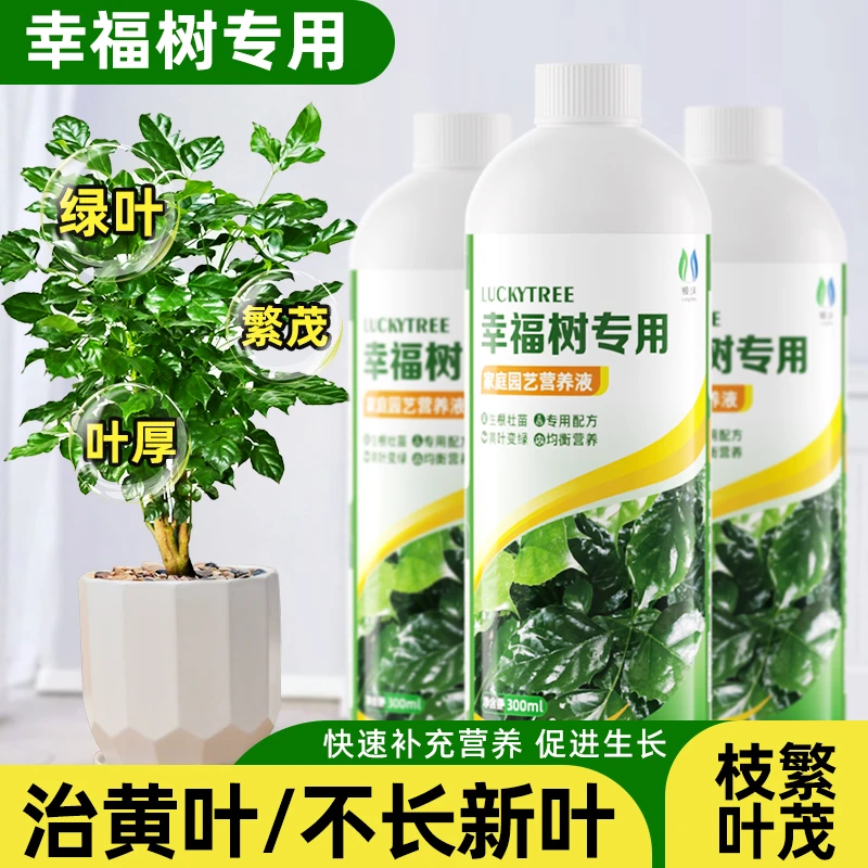 【幸福树专用】领沃营养液富贵竹发财树通用绿植液体肥防黄叶促生根