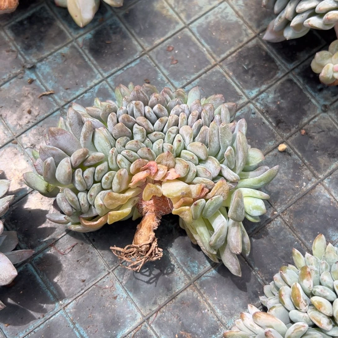 l***b星影星影星影星影