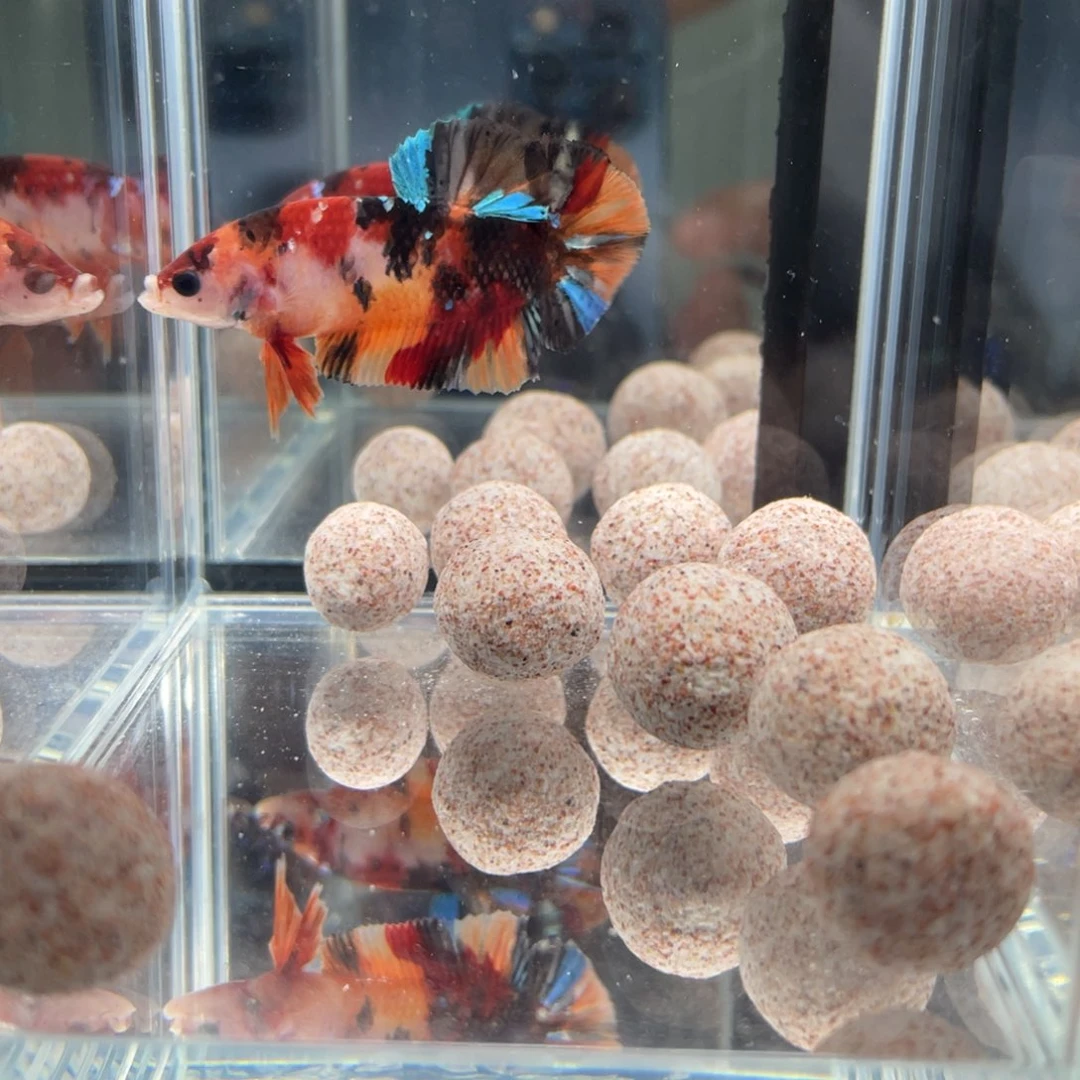 斗鱼12.28 将军 012