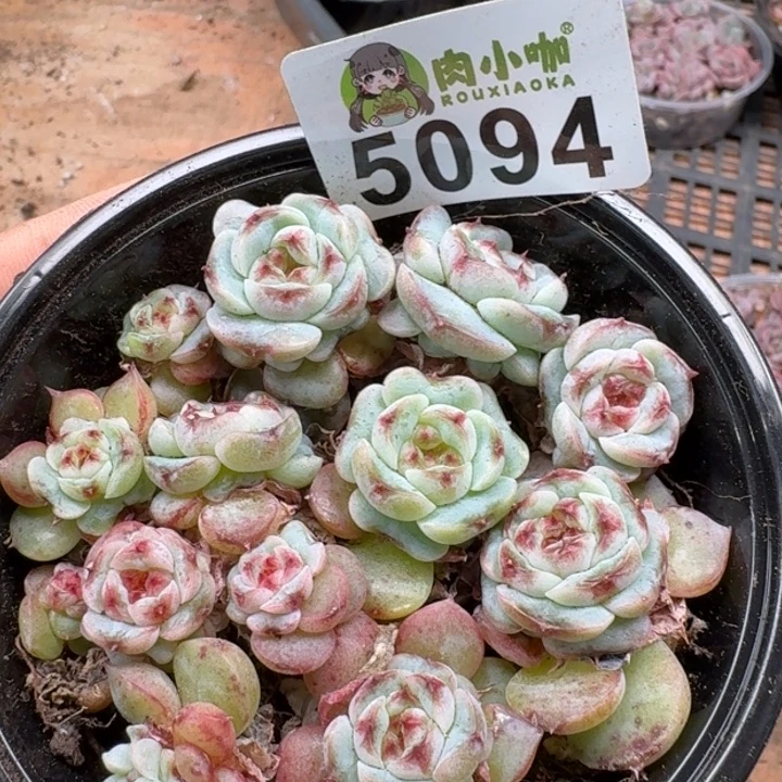 多肉植物多肉植物