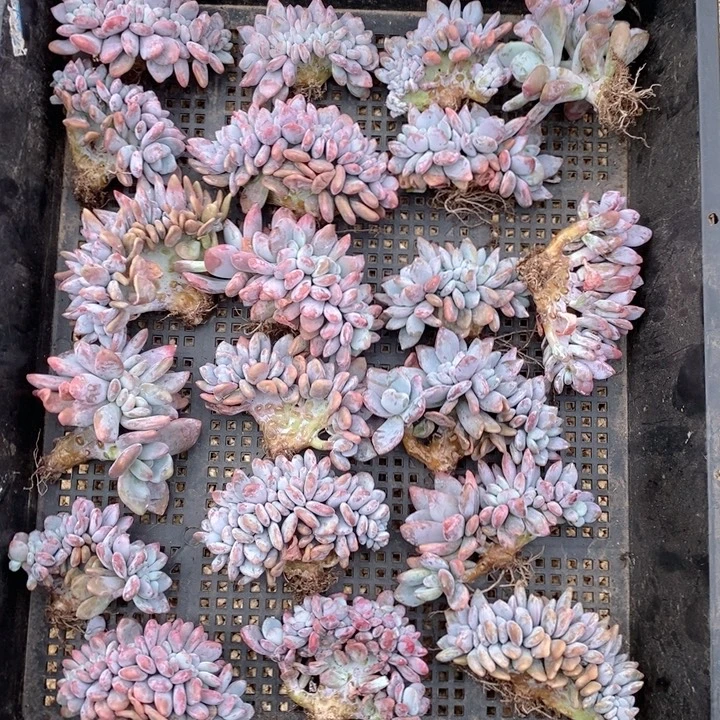 226粉兔缀哇随机一颗哇哇